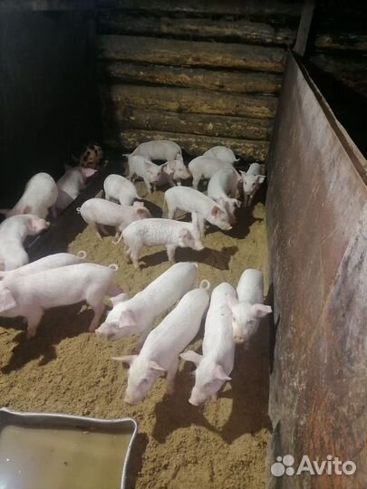 Поросенок ландрас