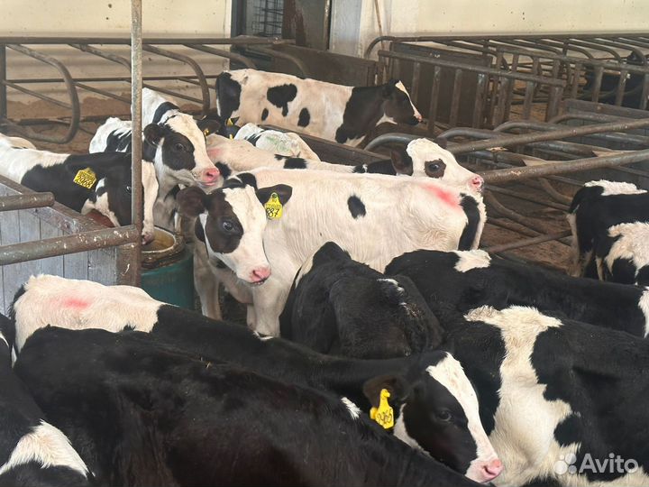 Бычки мясного направление