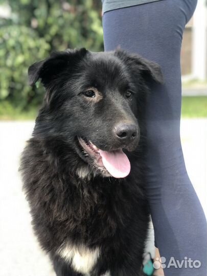 Шикарный пес в добрые руки