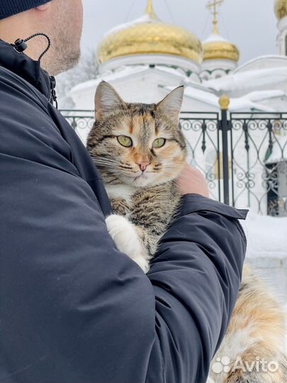 Яркая Сима в заботливые руки