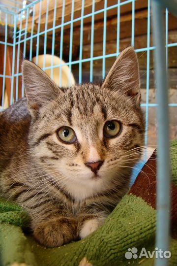 Котенок девочка 4,5 месяца