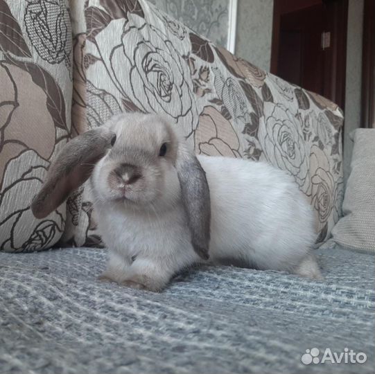 Элитные мини вислоухие кролики