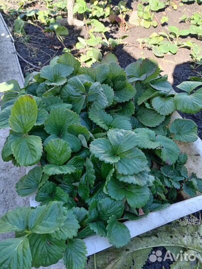 Виктория рассада