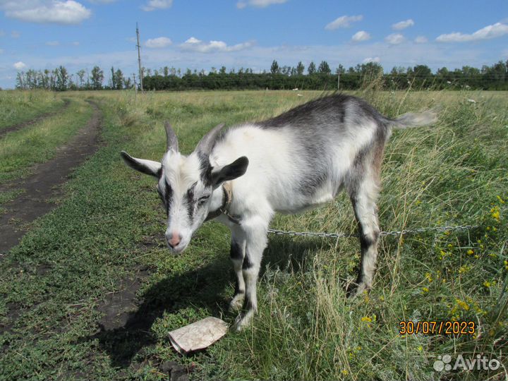 Козы и козлята