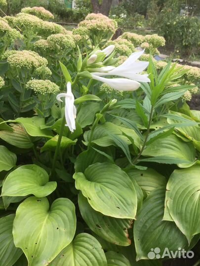 Продаю хосту (растение)