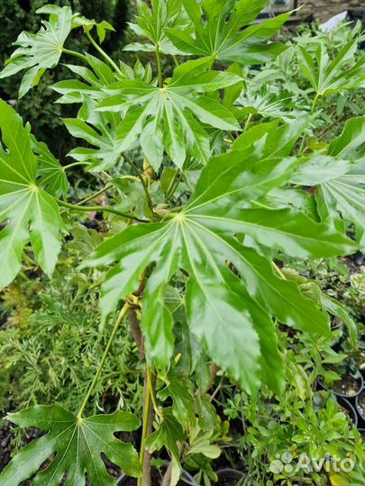 Фатсия,фатсхедера