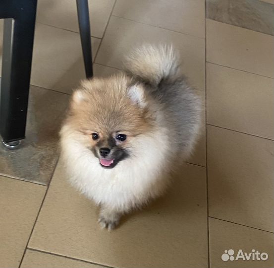 Девочка мини