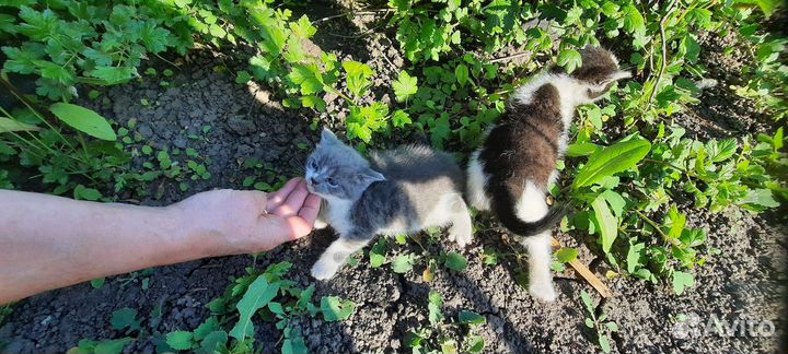 Котята
