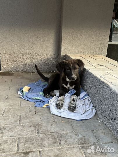 Девочка щенок