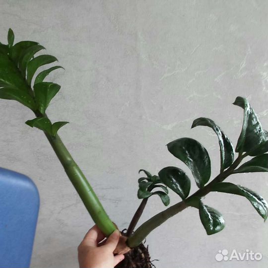 Замиокулькас зензи