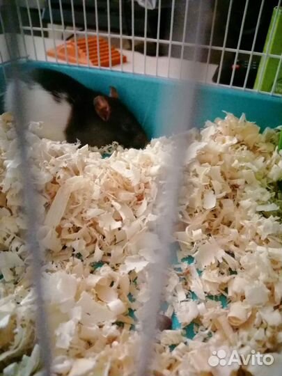 Домашние животные на передержку