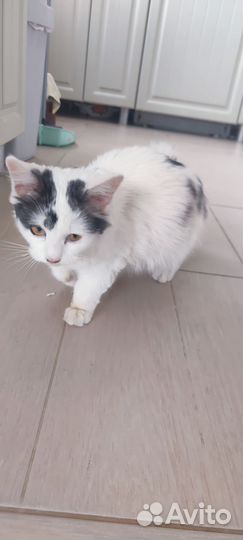 Отдам кошку