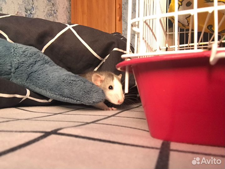 Крыса дамбо