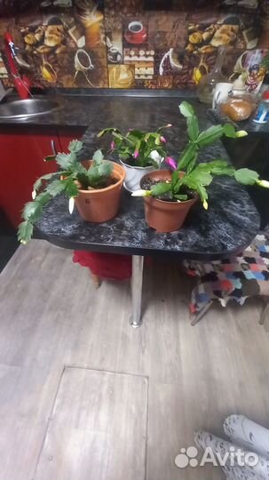 Цветок декабрист (Зигокактус)