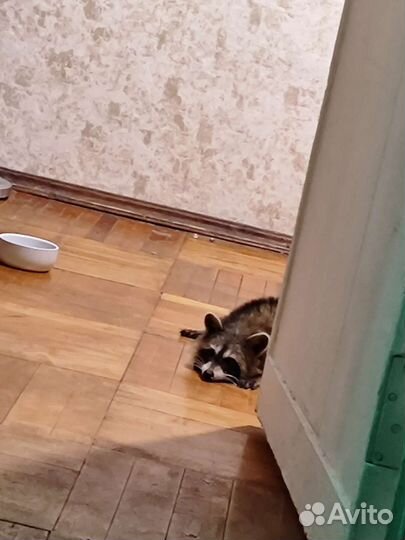 Енотик