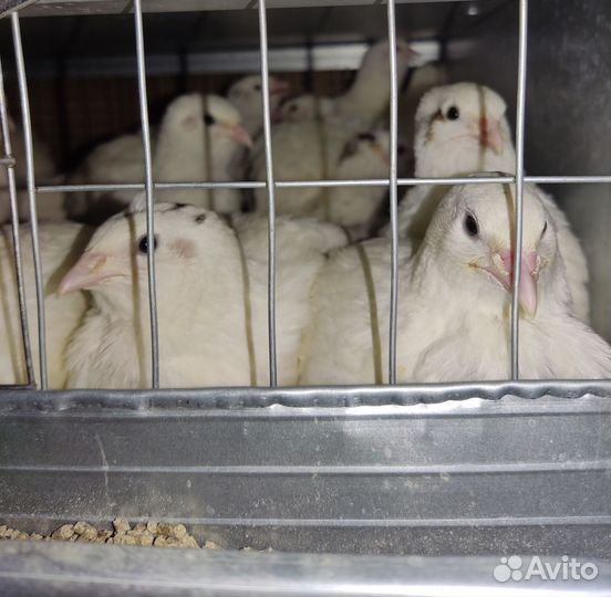 Перепела подрощенные