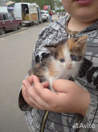 Кошка в дар бесплатно