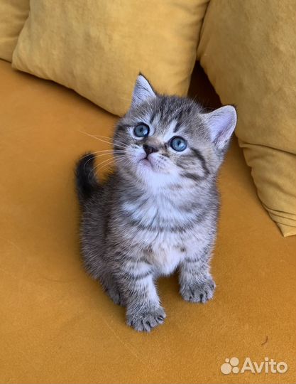 Шотландские котята табби
