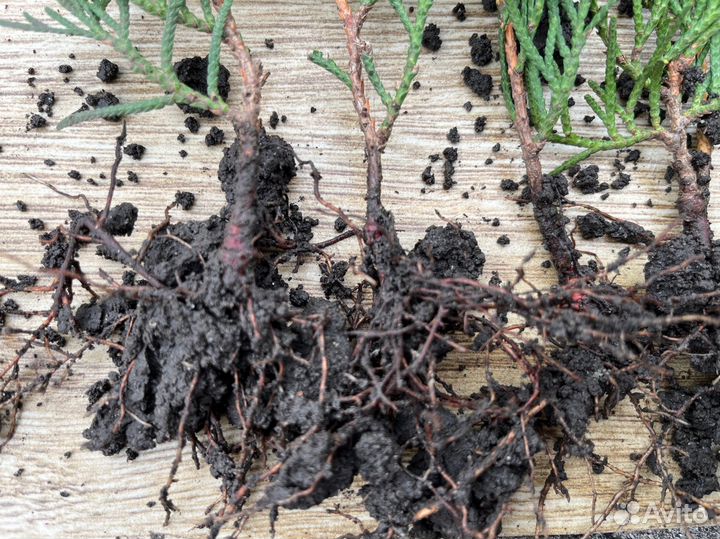 Туя Смарагд саженцы 8-12 см