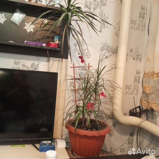 Пальма драцена