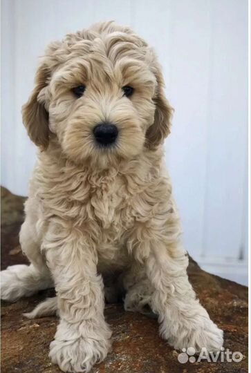 Лабрадудель щенки