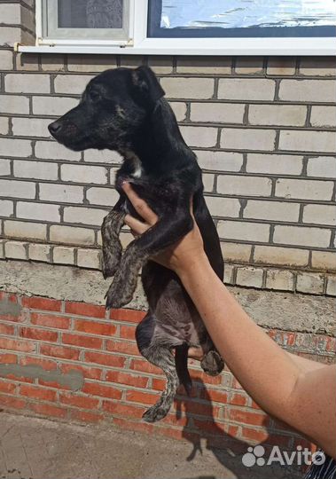 Щенок девочка