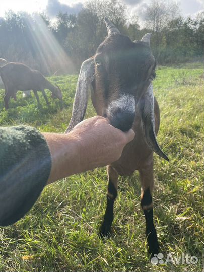 Коза нубийская