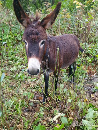 Ослик -ишак