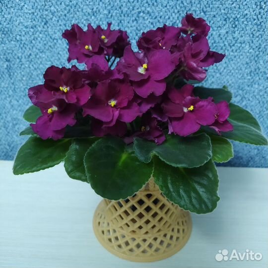 Сортовые фиалки