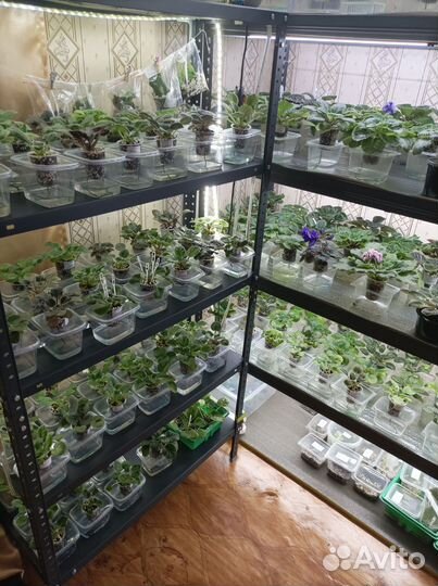 Фиалки,детки