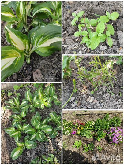 Садовые растения обмен, продажа