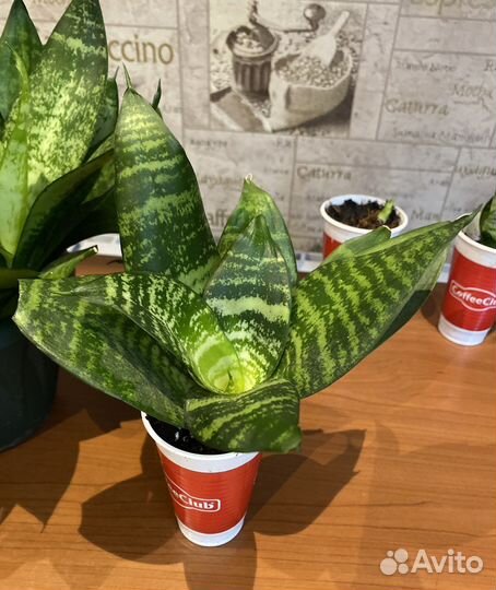 Сансевиерия (Тещин язык )