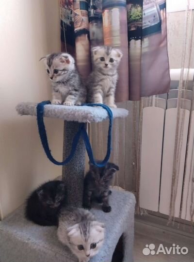 Продажа котят