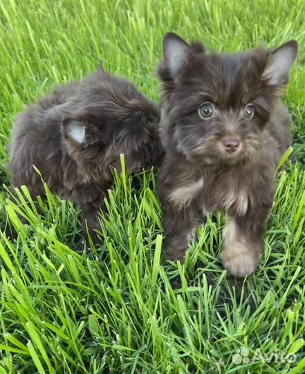 Шоколадка мини