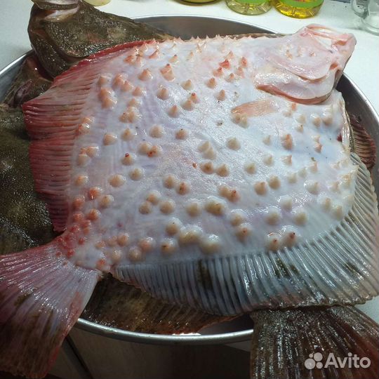 Камбала калкан