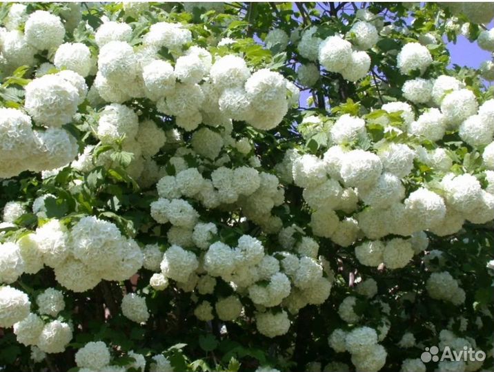 Калина бульденеж