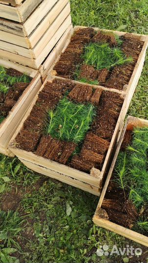 Сеянцы сосны обыкновенной зкс