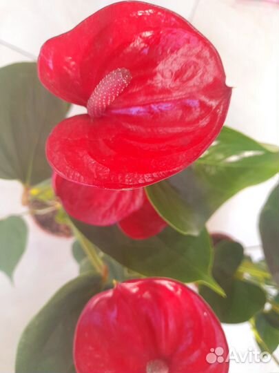 Антуриум красный редкий