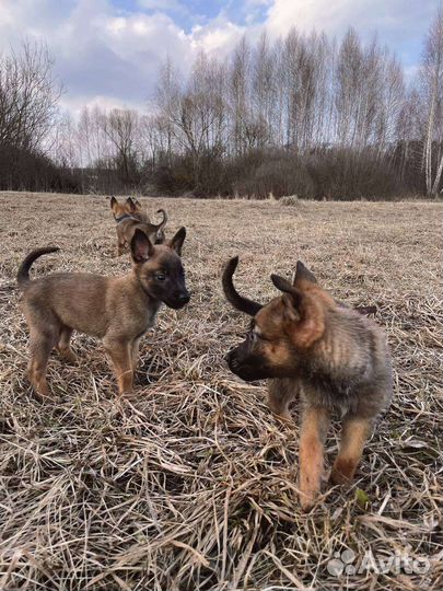 Бельгийская овчарка малинуа
