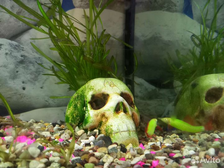 Аквариумные рыбки