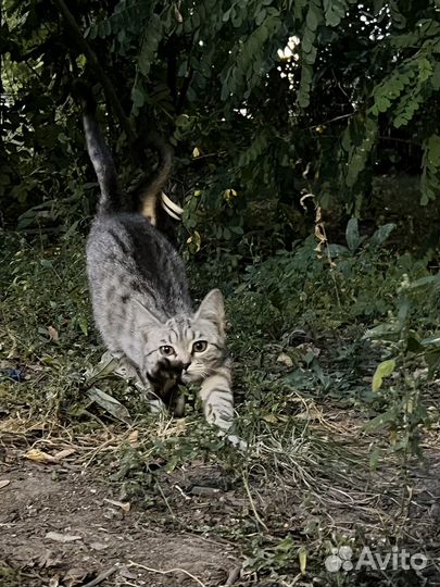 В добрые ручки