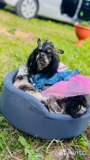 Случка собак