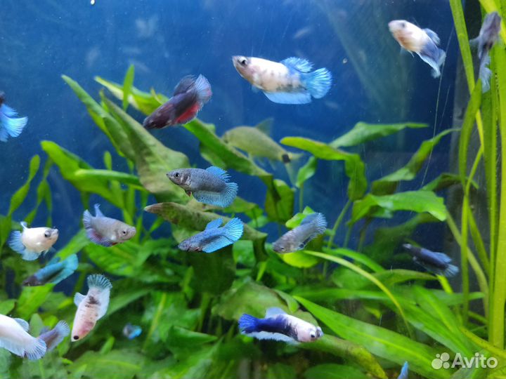 Рыбка петушок