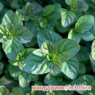 Мята сортовая