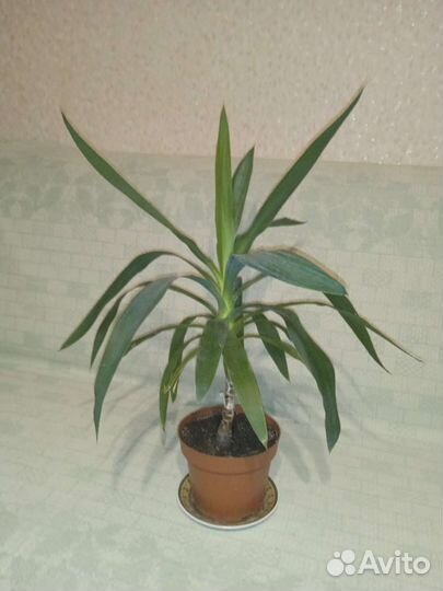 Юкка растение