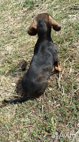 Отдам. Такса