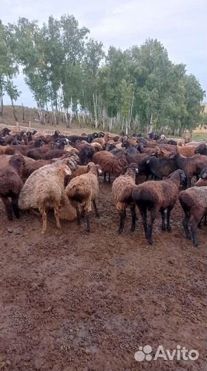 Овцы бараны живьём.на мяса