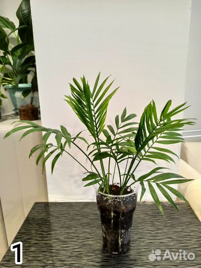 Хамедорея элеганс