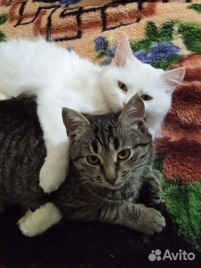 Котик мальчик
