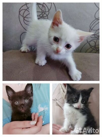 Котятки, 1,5 мес